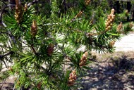 pike fishing canada pike fishing canada