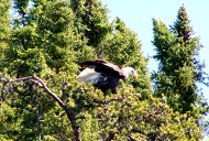 canadian fly fishing trips canadian fly fishing trips